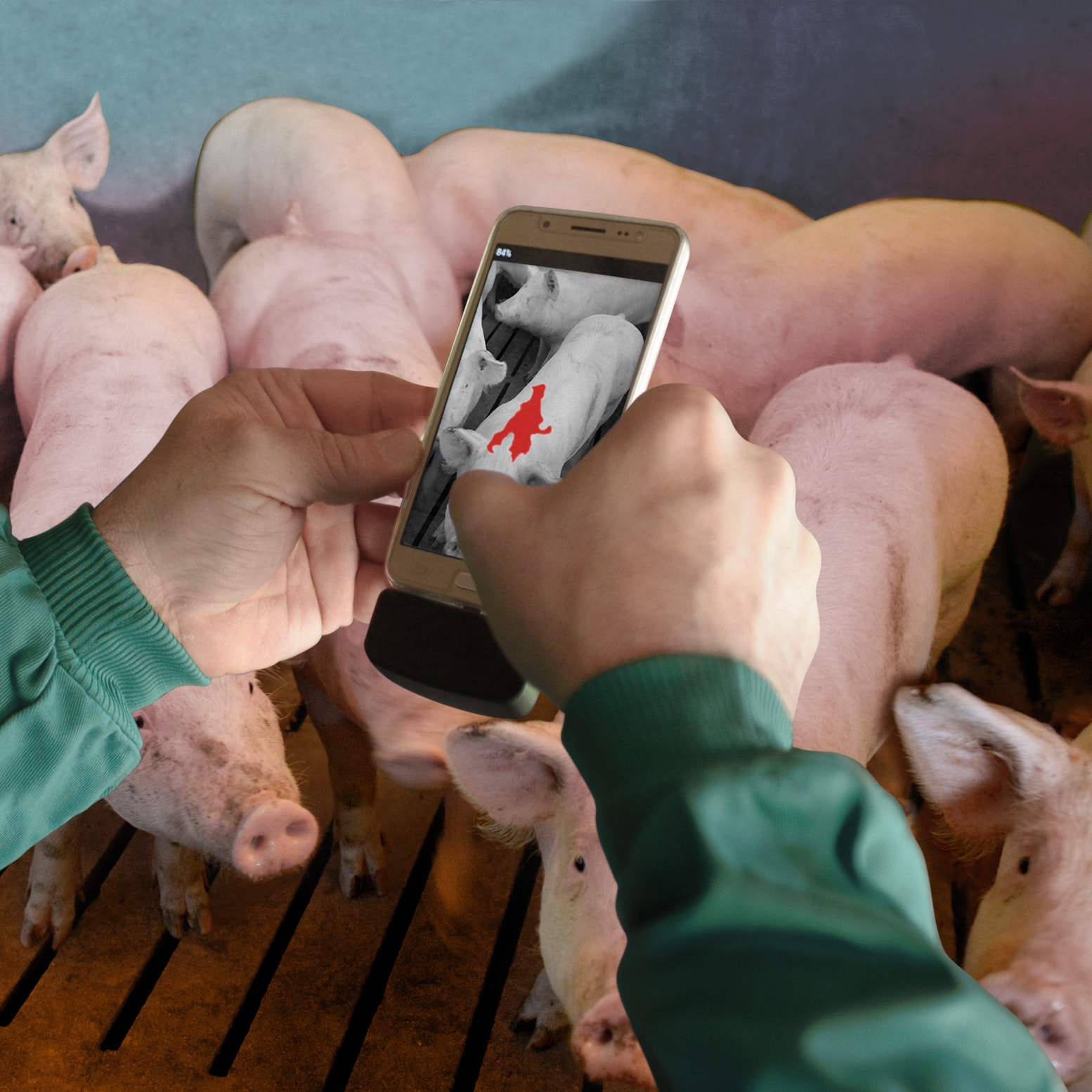 Degree App to detect high body temperature swine