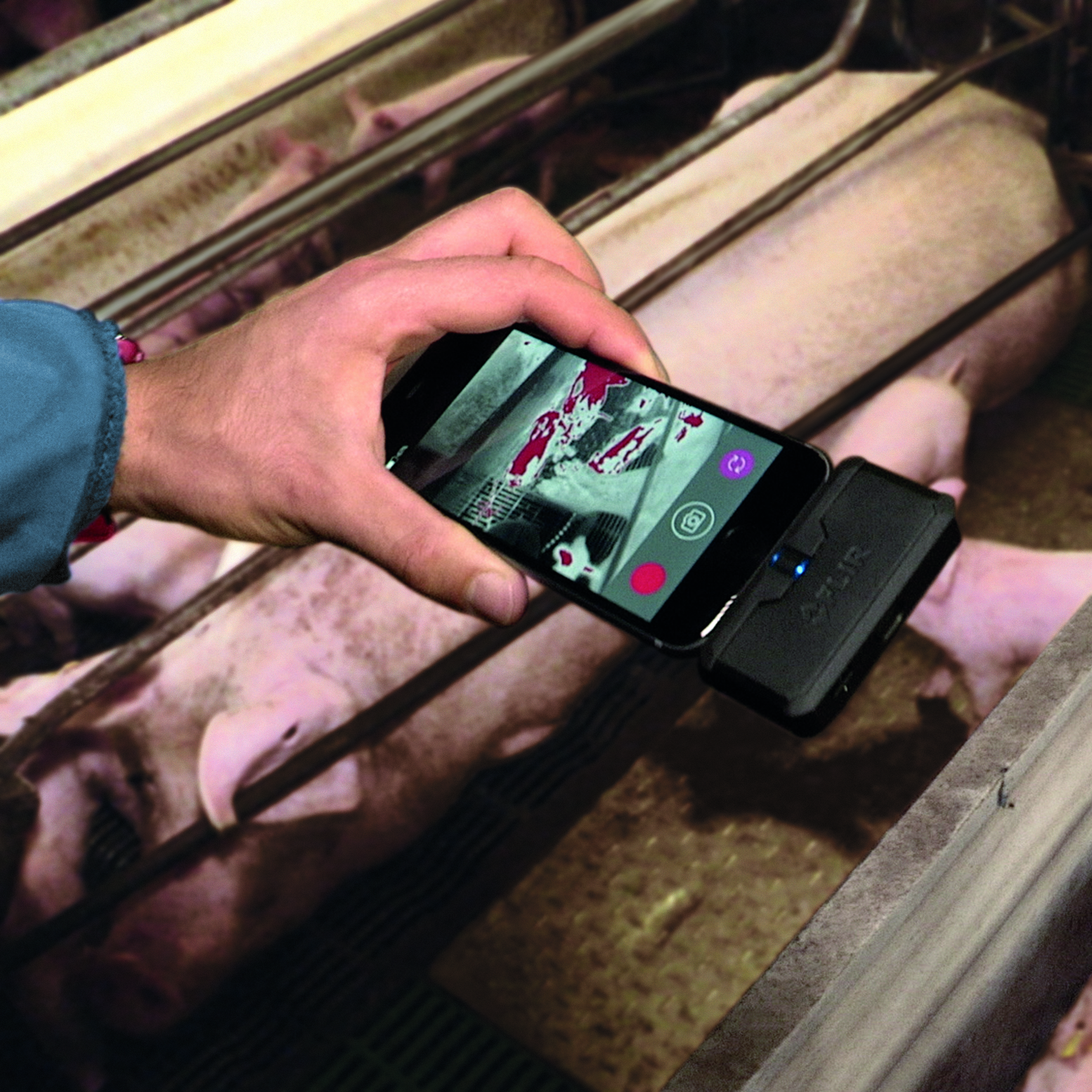 degree-app-use-on-pig-farm